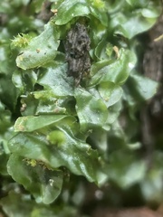 Pallavicinia lyellii