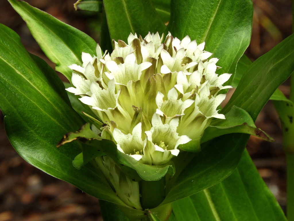 Gentiana tibetica