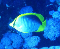 Chaetodon melannotus