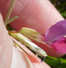 Vicia sativa