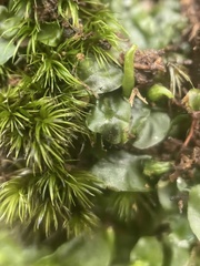 Pallavicinia lyellii