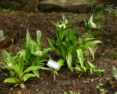 Gentiana tibetica