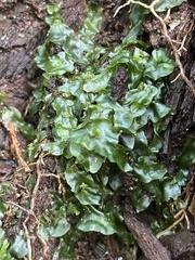 Pallavicinia lyellii