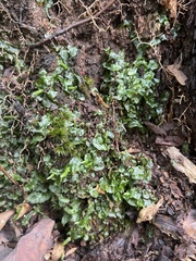 Pallavicinia lyellii
