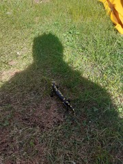 Salamandra salamandra