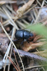 Geotrupes balyi