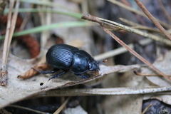Geotrupes balyi