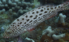 Mycteroperca venenosa