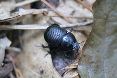 Geotrupes balyi