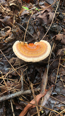 Ganoderma lobatum