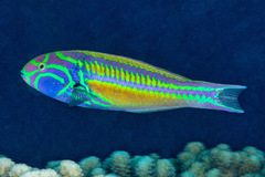 Thalassoma quinquevittatum