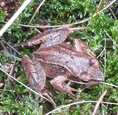 Rana dalmatina