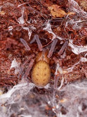 Megadictynidae