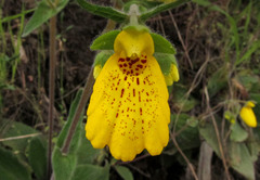 Calceolaria crenatiflora