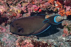 Acanthurus tennentii