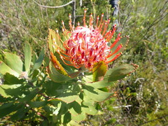 Leucospermum glabrum