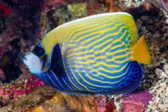 Pomacanthus imperator