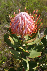 Leucospermum glabrum