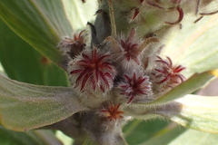 Leucospermum glabrum