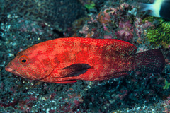 Cephalopholis nigripinnis