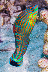 Halichoeres melanurus