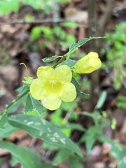Aureolaria