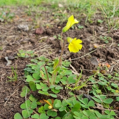 Oxalis compressa