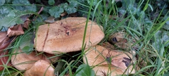 Lactarius quietus