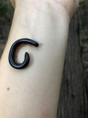 Pachyiulus oenologus