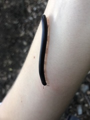 Pachyiulus oenologus