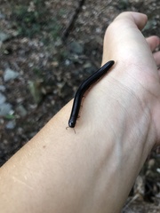 Pachyiulus oenologus