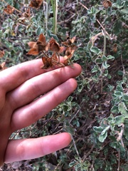 Cistus