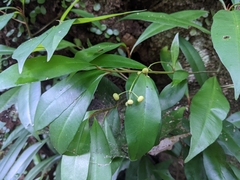 Ardisia quinquegona