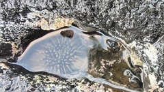 Echinoidea
