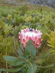 Protea magnifica