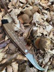 Neoboletus erythropus