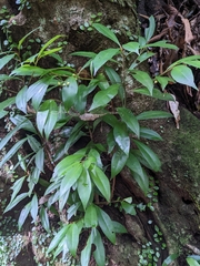 Ardisia quinquegona