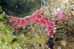 Polysyncraton galaxum