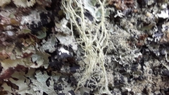 Usnea