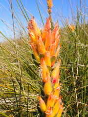 Mimetes pauciflorus