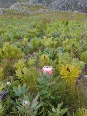 Protea magnifica