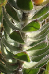Mimetes pauciflorus