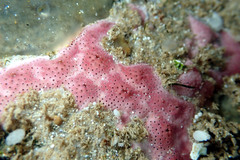 Polysyncraton galaxum