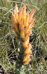 Mimetes pauciflorus