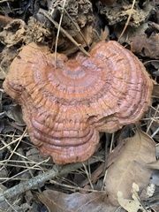 Ganoderma lobatum