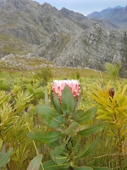 Protea magnifica