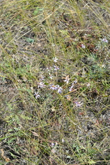 Galatella angustissima