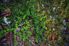 Gaultheria hispidula