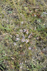 Galatella angustissima
