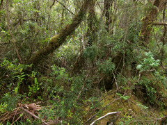 Metrosideros stipularis